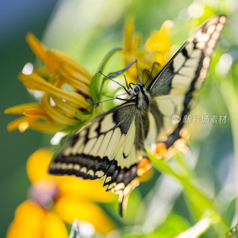 蝴蝶Papilio machaon